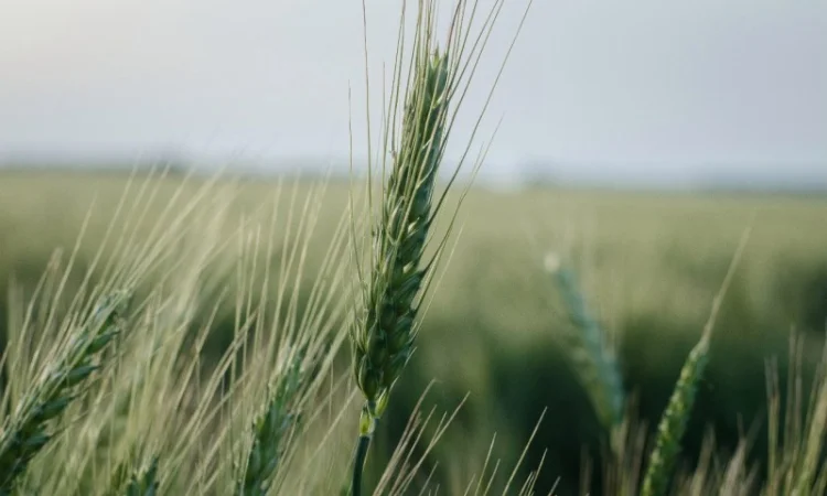 Урожай 2020 ЗЕРНОВЫХ культур любого качества (ЗАКУПАЕМ!) - фото № 1