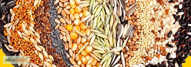 Дорого закупаем зерновые, любое качество - фото № 1