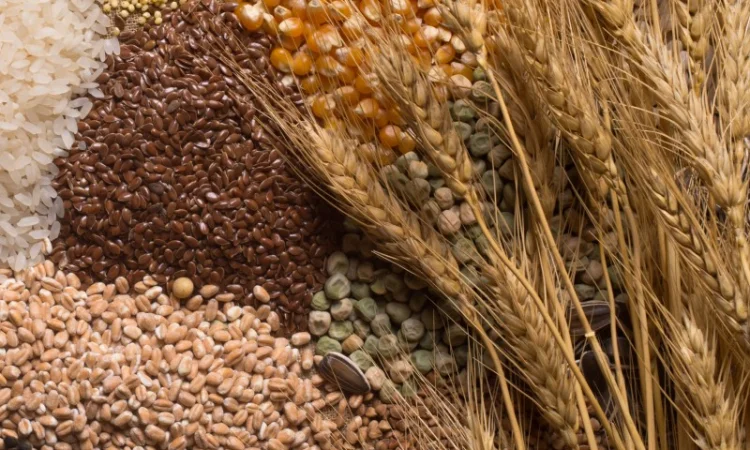 Купляємо зернову культуру Соя, Ріпак, Пшениця, Кукурудза - фото № 1