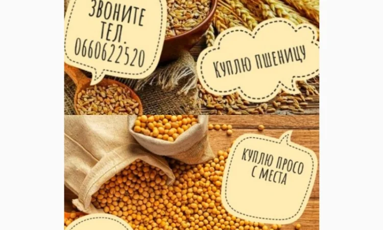 Купуемо ПРОСО / ПШЕНИЦЮ дорого з місця по всій Україні - фото № 1