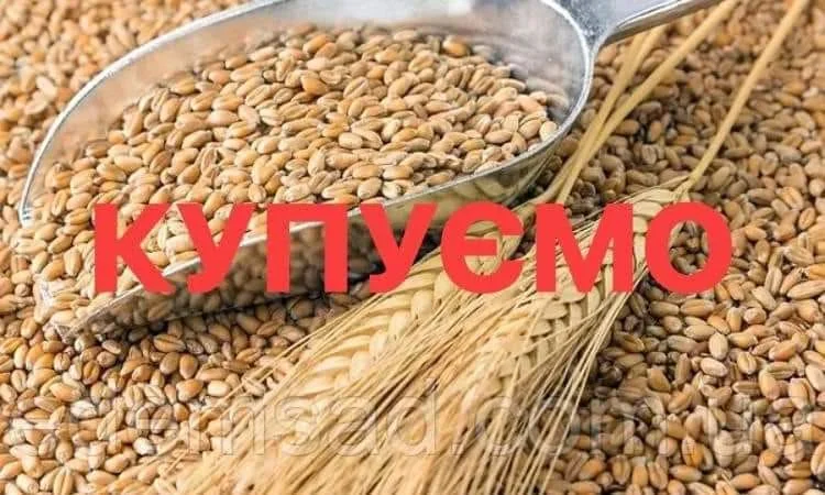 Закуповуємо некондиційну пшеницю та кукурудзу. Пророслу, сажкову, зіпсовану із запахом - фото № 1