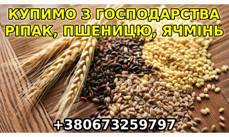Купим с дорого с места ячмень, рапс, пшеницу - фото № 1