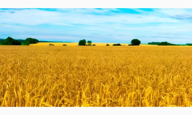 Терміново КУПЛЮ Фураж, сою, ріпак - фото № 1