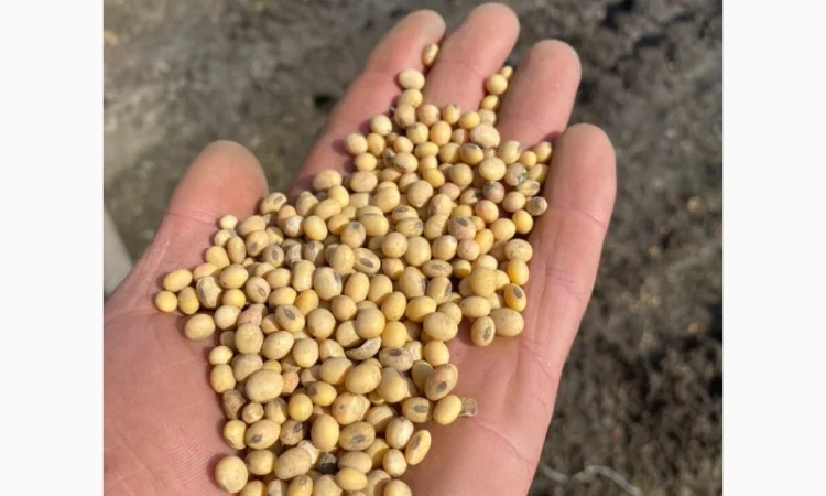 Куплю рипк сою соняшник горох кукурузу пшеницю ячминь - фото № 1