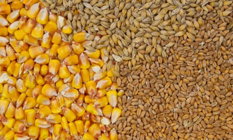 Куплю кукурудзу, пшеницю, ячмінь фураж самовивоз і з доставкою машинними нормами постійно - фото № 1