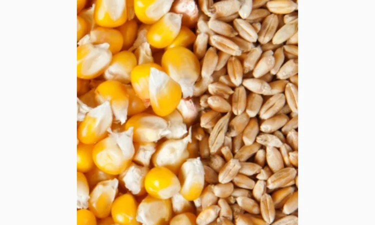 Куплю пшеницу, кукурудзу - фото № 1