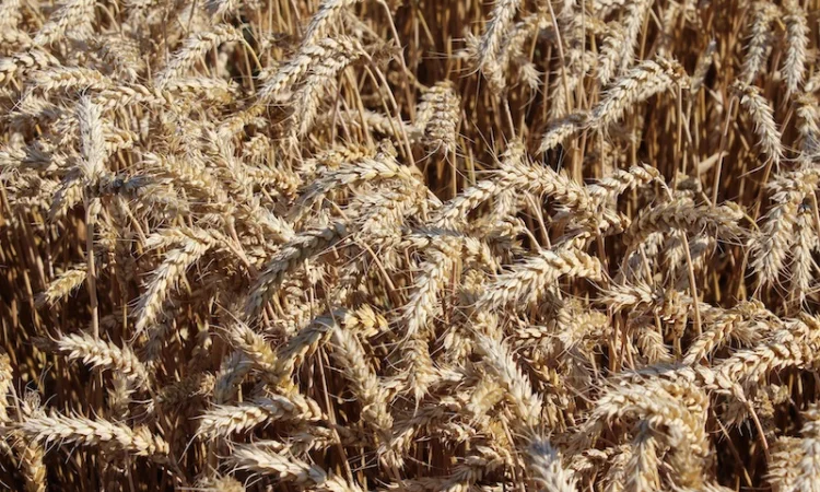 Закуповуємо пшеницю, ріпак, соняшник - фото № 1