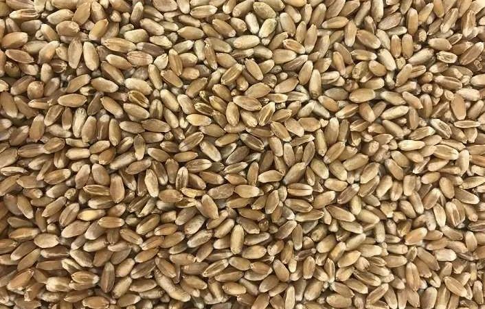 Куплю пшеницю, ріпак, соняшник - фото № 1