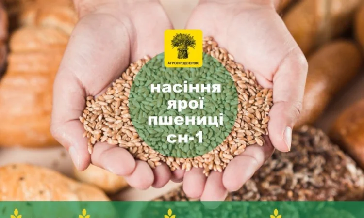 Продаж насіння ярого ячменю та пшениці - фото № 1