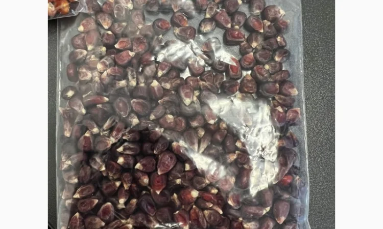 Куплю кукурудзу коричневу, соняшник смугастий - фото № 1