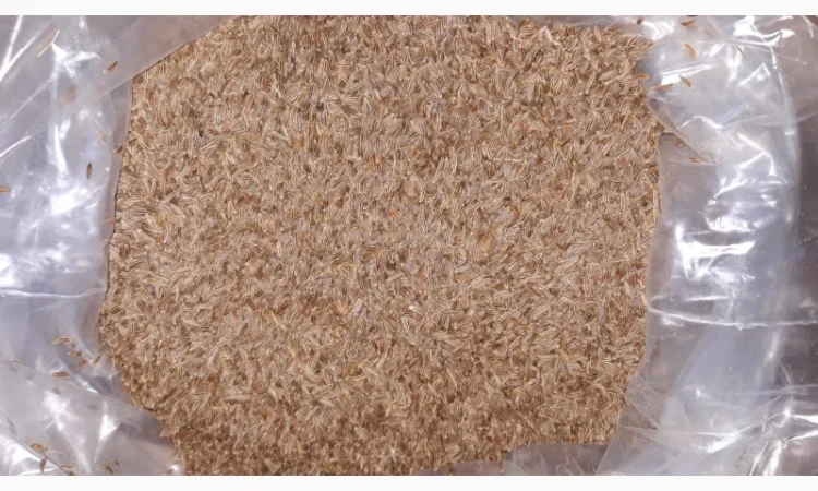 Продам кмин - фото № 1