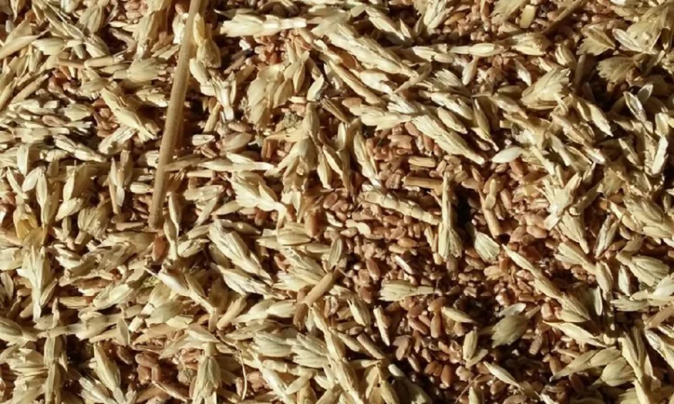 Закуповую зерновідходи та некондицію - фото № 1