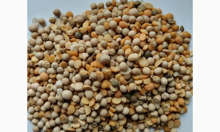 Висівки пшеничні, горохові; висівка і товч ячмінна, борошно горохове; січка кормова горох - фото № 2