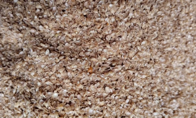 Висівки пшеничні, горохові; висівка і товч ячмінна, борошно горохове; січка кормова горох - фото № 3