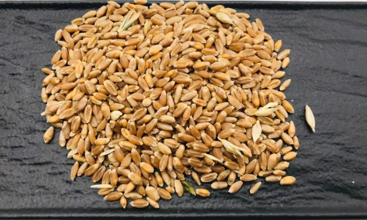 Купуємо зерновідходи, некондицію, самовивіз - фото № 1