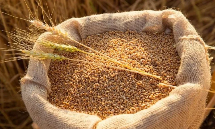 Закуповуємо зерновідходи, прострочений посівмат, некондиційне зерно - фото № 1