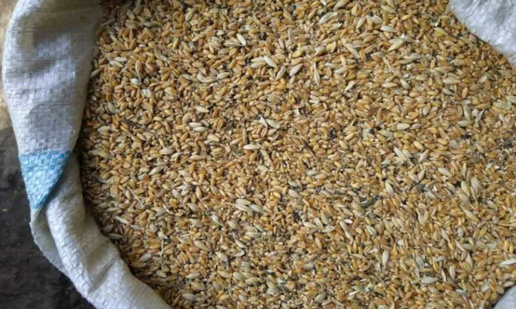 Закуповую зерновідходи с/г культур - фото № 1