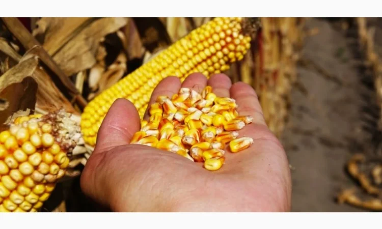 Закуповуємо зернові - фото № 1