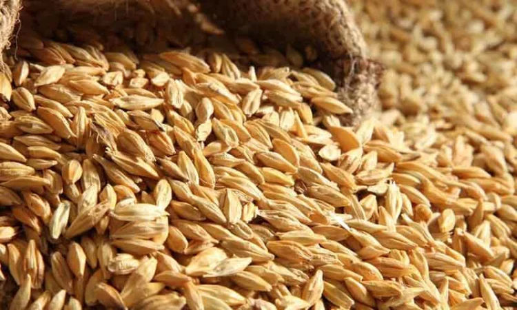 Куплю зерно разных культур - фото № 1