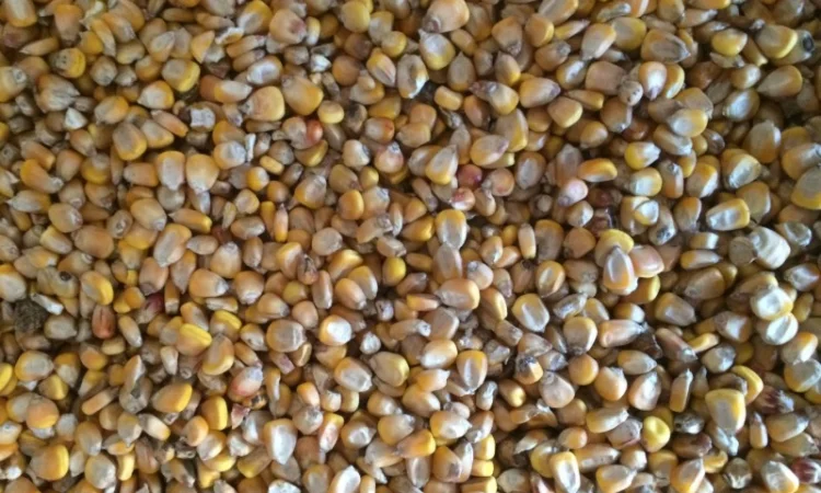 Кукурузу не классную, некондиционную, отходы 1 категории - фото № 1