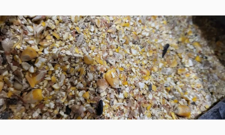 Купуємо некондиційну кукурудзу - фото № 1