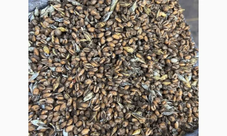 Купуємо некондиційну кукурудзу - фото № 2