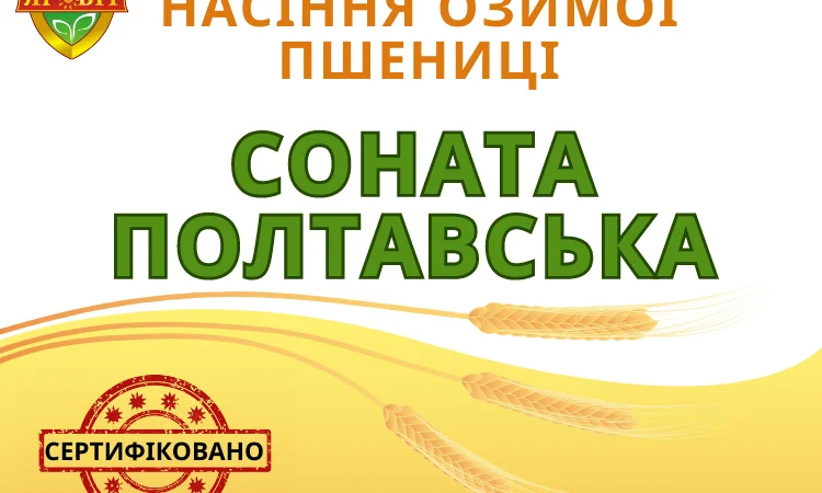Насіння озимой пшеницы "Соната полтавская" - фото № 1