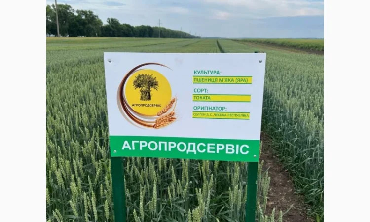 Продажа насіння ярої пшениці Токата - фото № 1