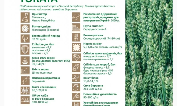 Продажа насіння ярої пшениці Токата - фото № 2