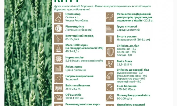 Продається яра пшениця Кітрі - фото № 2