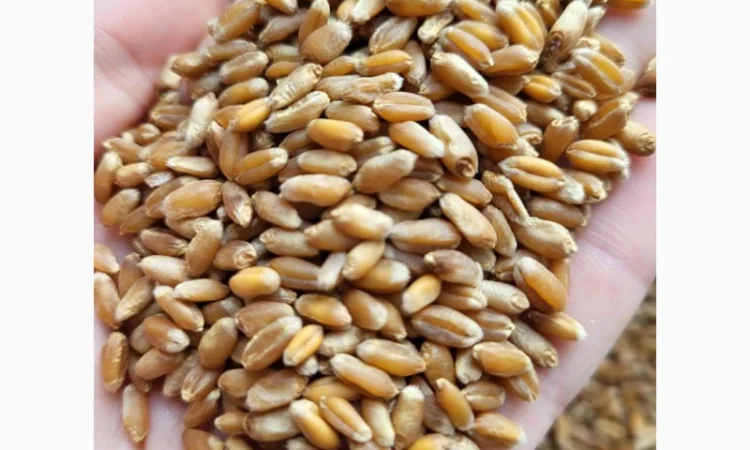 Продается пшеница 2 класс - фото № 1