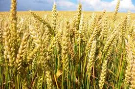 Пшениця КВС Аквілон від KWS - високоврожайний сорт - фото № 1