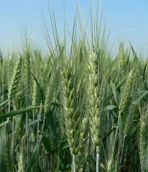 Пшеница Кітрі на продажу - фото № 1