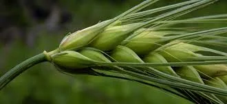 Продается ярая пшеница Недра - фото № 1