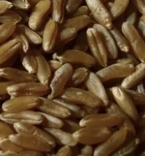 Насіння пшениці твердої МІП Райдужна еліта - фото № 1