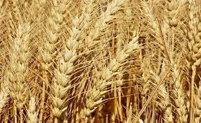 Семена пшеницы твердой ХАРЬКОВСКАЯ 39 - элита 1 репрод - фото № 1