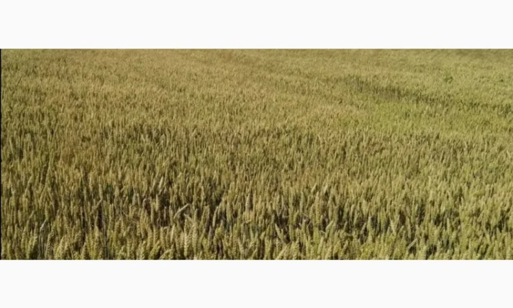 Продам насіннєву пшеницю Реформ 1-ша репродукція - фото № 1