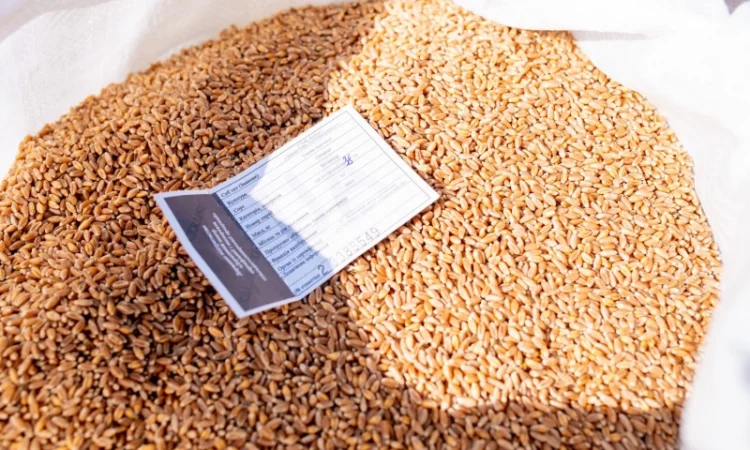 Елітне насіння озимої пшениці - фото № 2