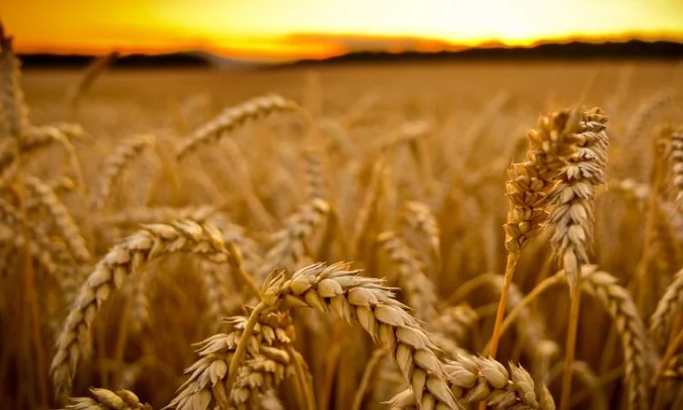 Насіння озимої пшениці Шпалівка у продажу - фото № 1