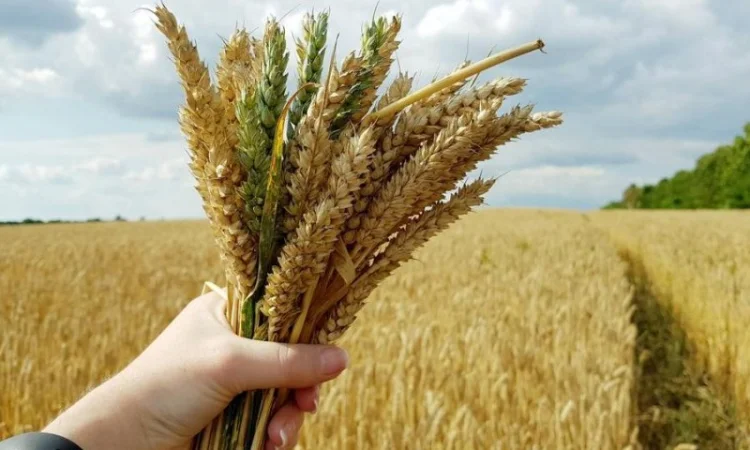 Закупка пшеницы (2/3/4 класс) в г. Львов - фото № 1