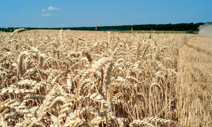 Покупка пшеницы (2/3/4 класс) в г. Ровно - фото № 1