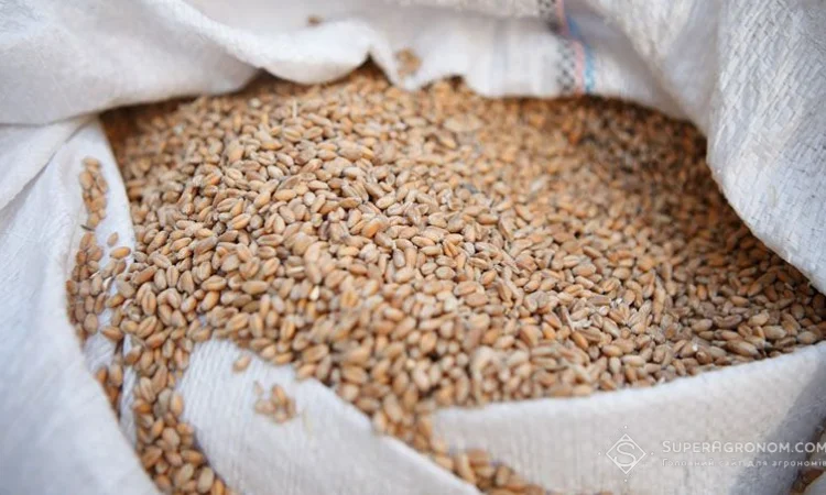 Закупка пшеницы (2/3/4 класс) в Полтаве - фото № 1