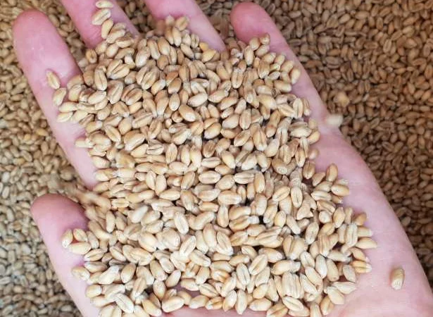 Закупка пшеницы (2/3/4 класс) в Чернигове - фото № 1