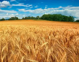 Купуємо пшеницю (2/3/4 клас) в м. Суми - фото № 1
