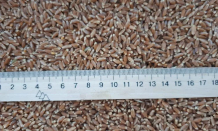 Пшениця 4 кл 3500 тонн на продаж - фото № 1