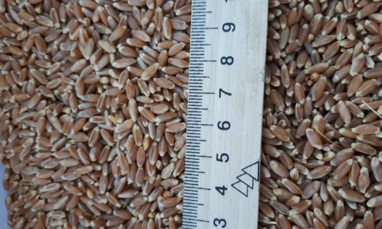 Пшеница 2 кл на продажу 2000 тонн - фото № 1