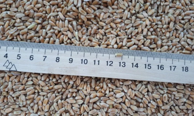 Пшениця 3 класу на продаж 3000 тонн - фото № 1