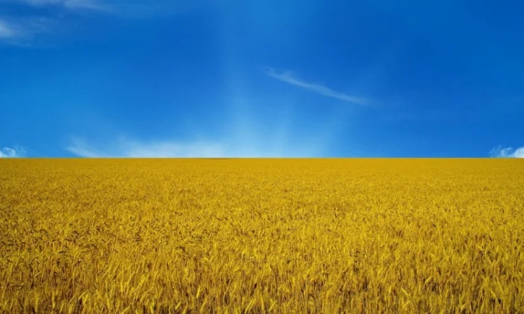 Покупка пшениці 2, 3 фураж від 100т - фото № 1