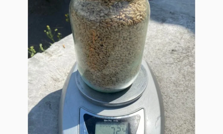 Продаємо пшеницю від 1 тонни - фото № 1