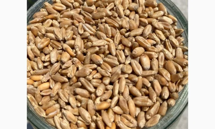 Продаємо пшеницю від 1 тонни - фото № 2